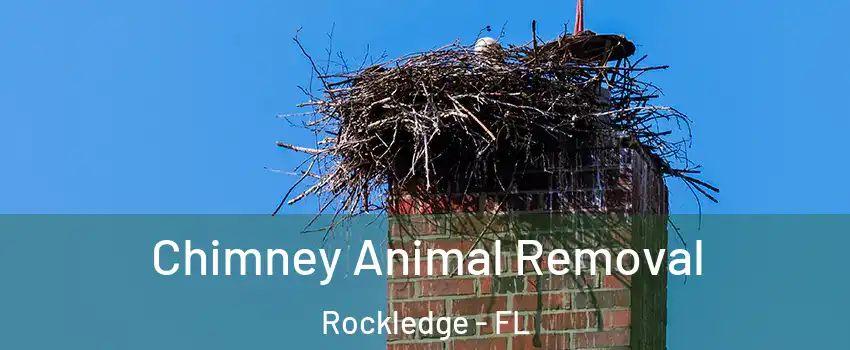  Chimney Animal Removal Rockledge - FL
