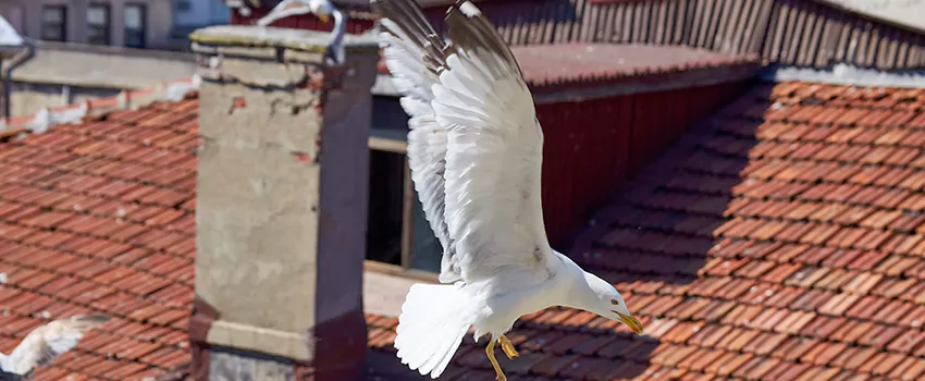Residential Chimney Animal Removal Solution in Rockledge, FL