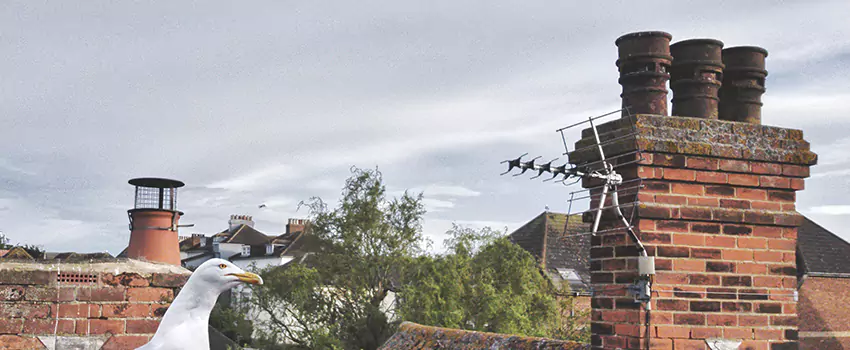 Chimney Cleaning And Restoration in Rockledge, Florida